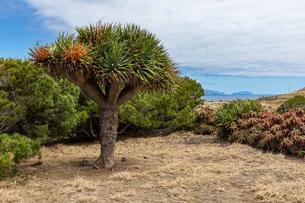 Dragonnier (Dracaena draco)