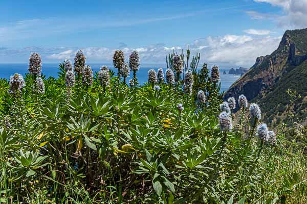 Vipérine  (Echium nervosum), endémique