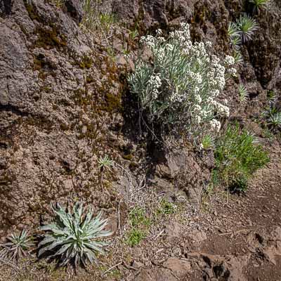 Immortelle (Helichrysum melaleucum)