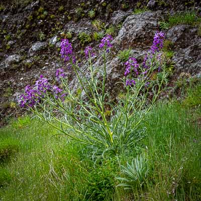 Giroflée de Madère (Matthiola maderensis)