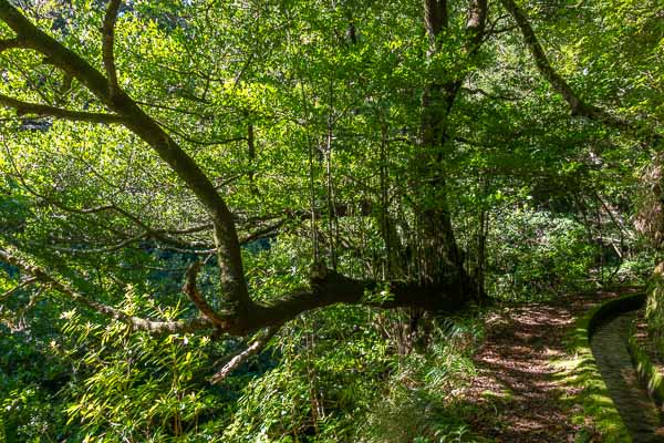 Levada dos Tornos, laurier