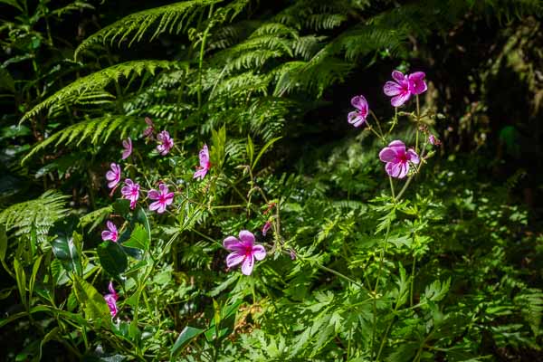 Géranium (Geranium palmatum)