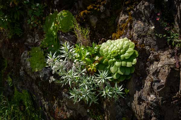 Joubarbes (Aeonium glandulosum) et immortelle (Helichrysum melaleucum)