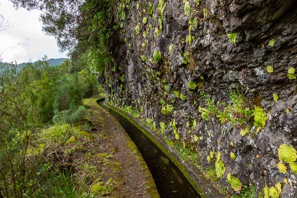 Levada dos Tornos, joubarbes