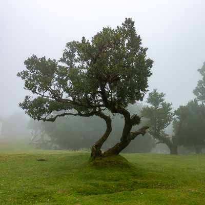 Fanal : vieux lauriers