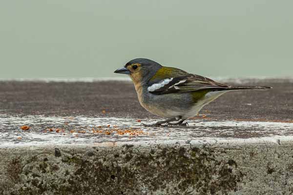 Pinson  des arbres mâle (Fringilla coelebs maderensis)