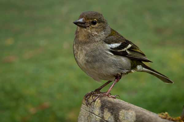 Pinson  des arbres femelle (Fringilla coelebs maderensis)