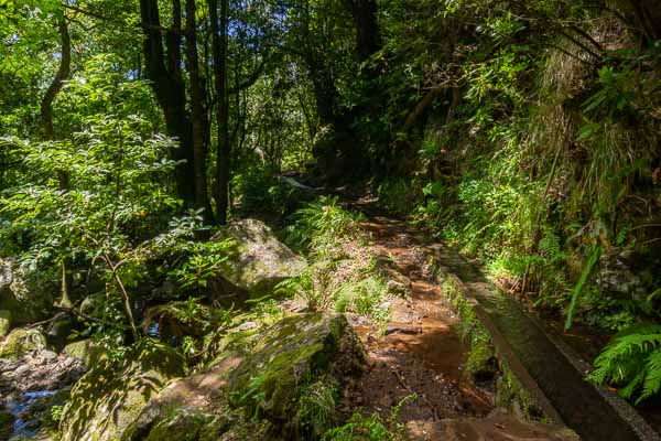 Levada dos Cedros