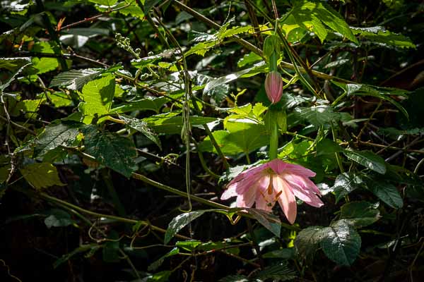 Passiflore (Passiflora tripartita)