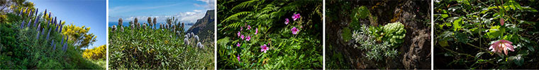 Fleurs