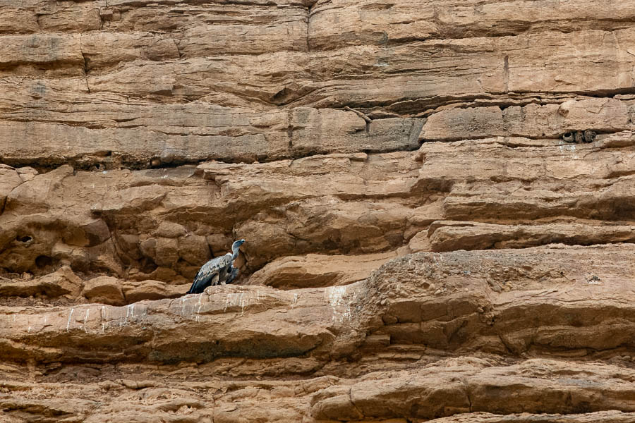 Gorges du rio Alcanadre : vautour fauve (Gyps fulvus)