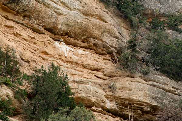 Gorges du rio Alcanadre : vautour percnoptère (Neophron percnopterus)