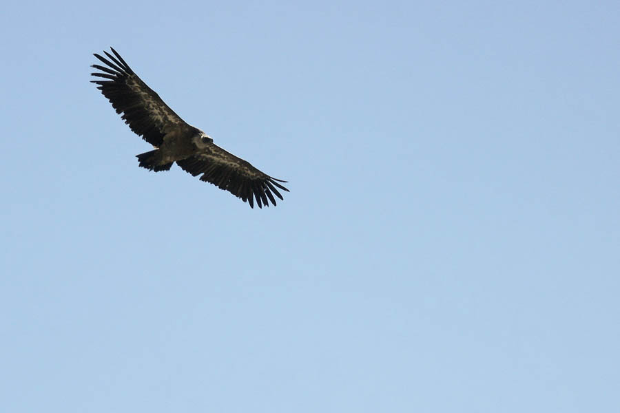 Vautour fauve (Gyps fulvus)