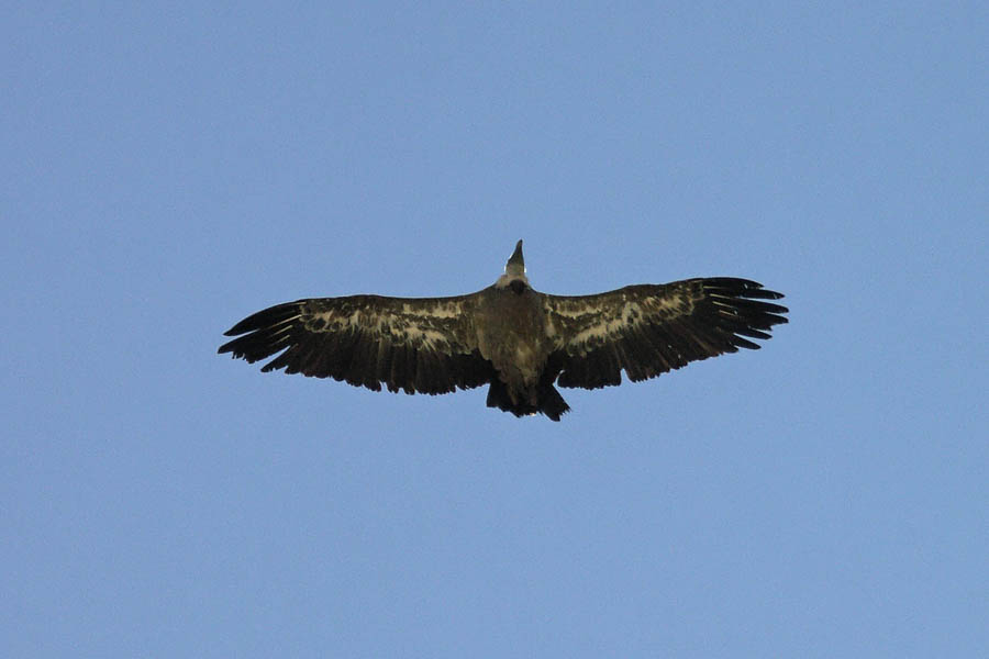 Vautour fauve (Gyps fulvus)