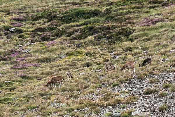 Mouflons dans le vallon du pic Péric