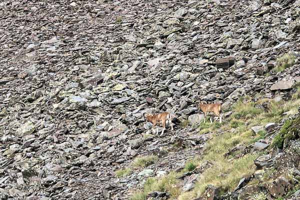 Mouflons dans le vallon du pic Péric