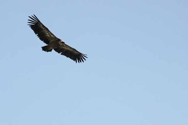 Vautour fauve