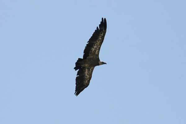 Vautour fauve