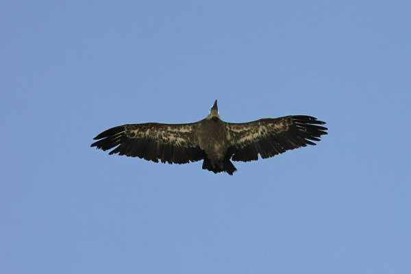 Vautour fauve