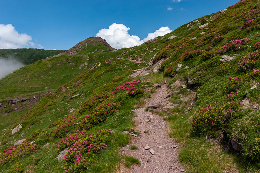 Col d'Ayous, 2185 m