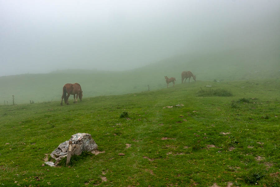 Chevaux dans la brume