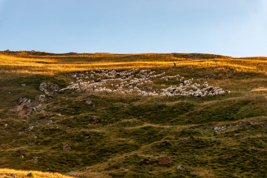 Moutons et berger