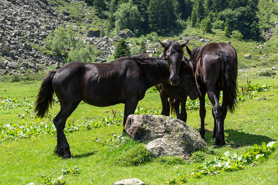 Chevaux de Mérens