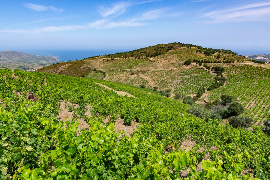 Vignoble de Banyuls