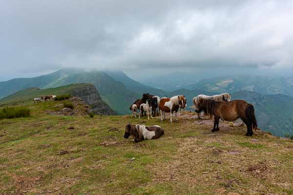 Astate, 1022 m : chevaux