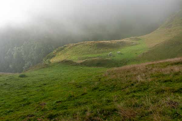 Vaches dans la brume