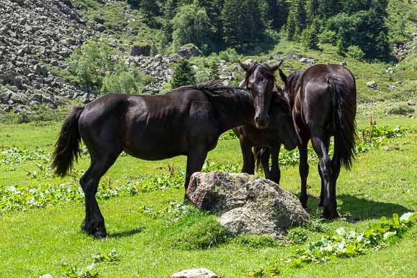 Chevaux de Mérens