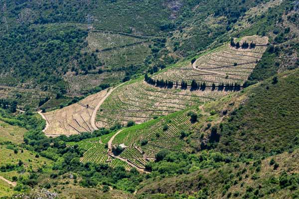 Vignoble de Banyuls