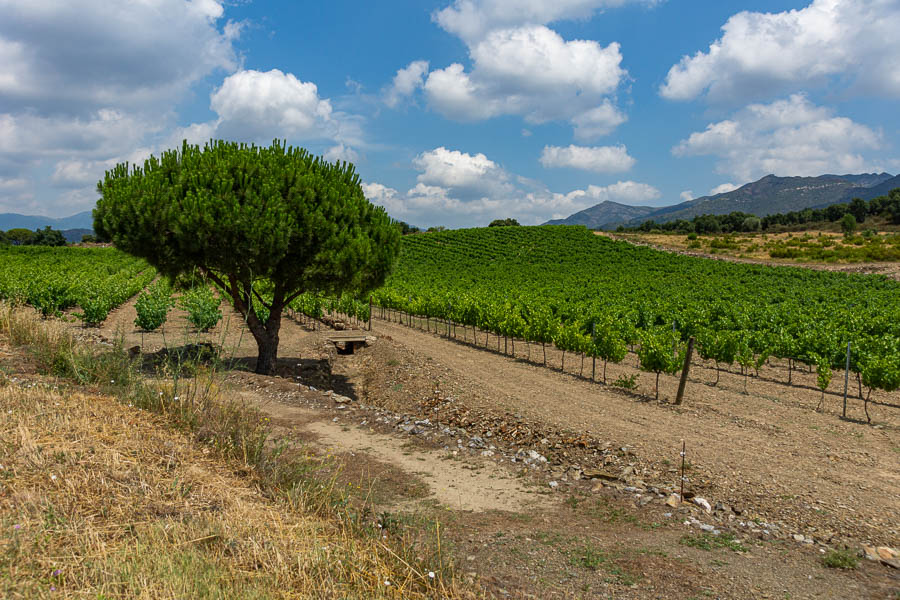 Vignes