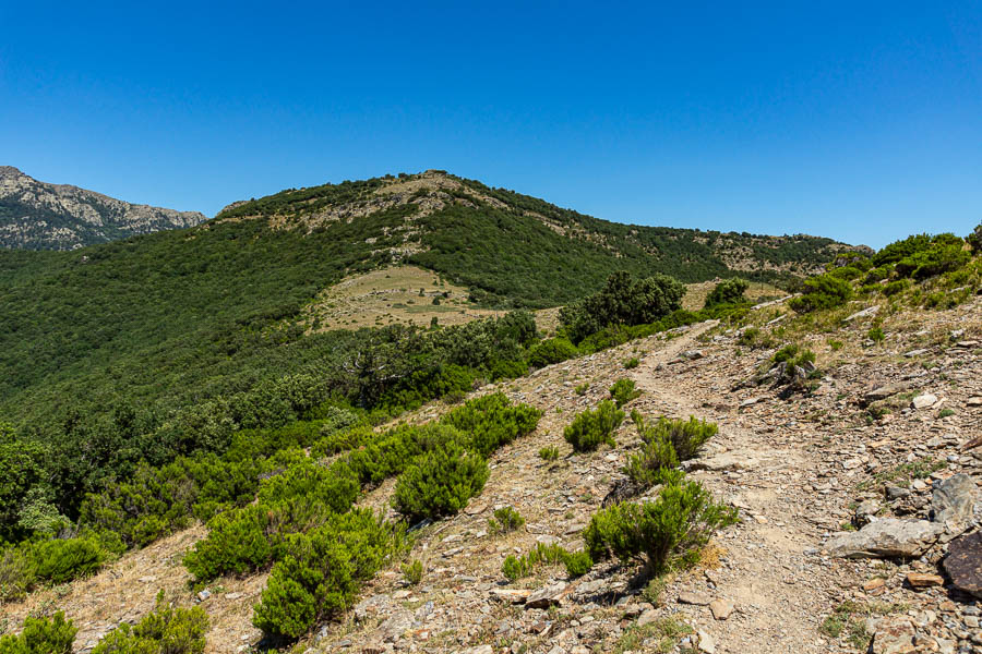 Coll de Losarda