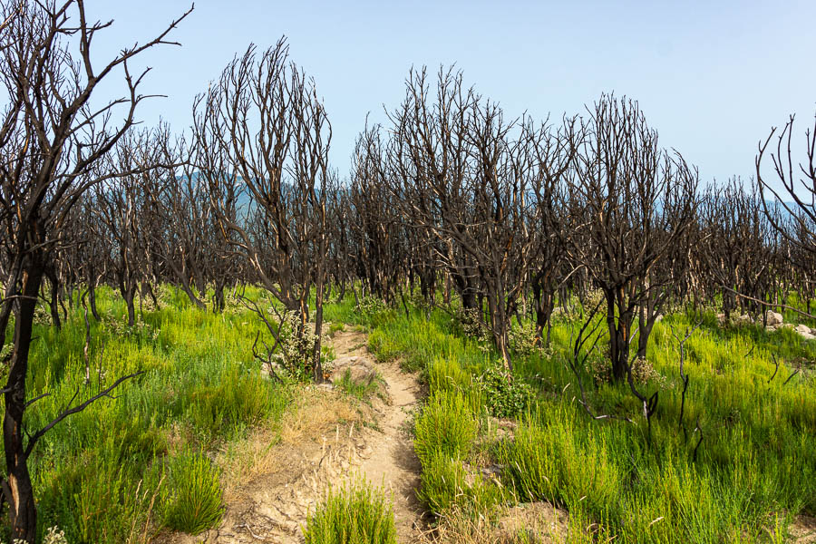 Arbres calcinés