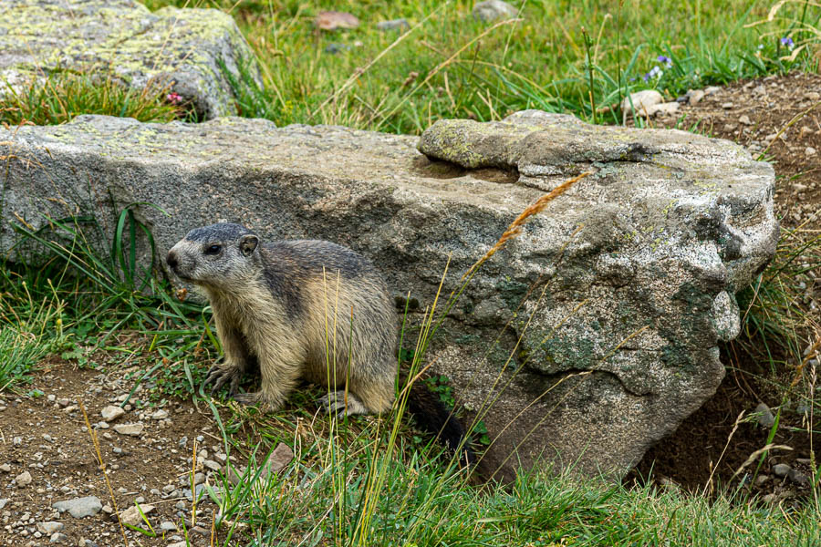 Marmotte