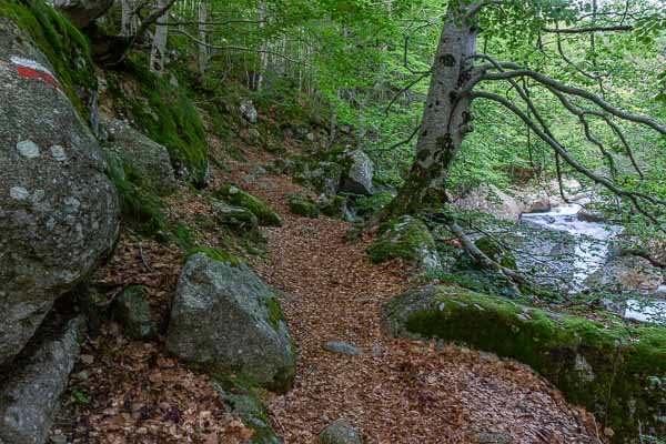 Sentier en sous-bois