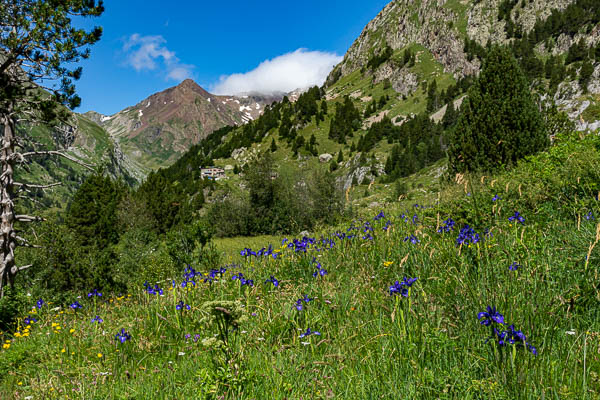 Iris, refuge d'Estós, 1890 m