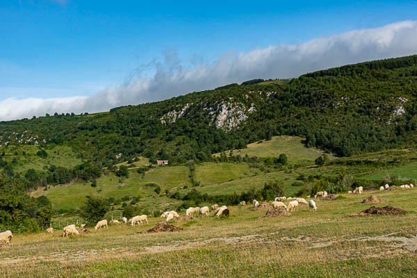 Brebis et borde