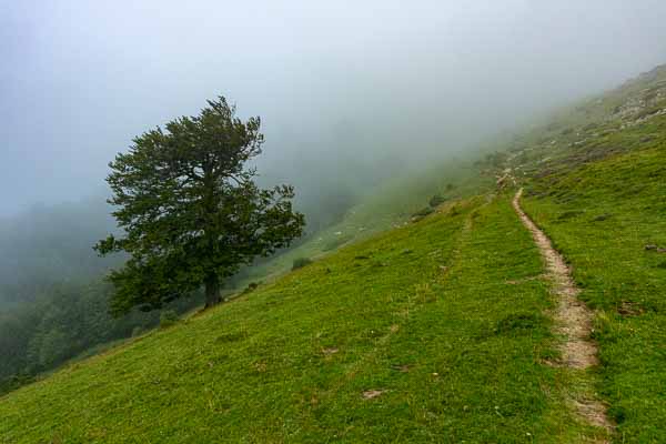 Arbre dans la brume