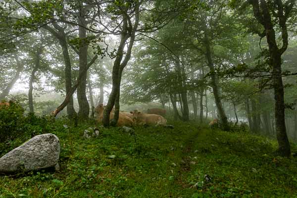 Vaches espagnoles