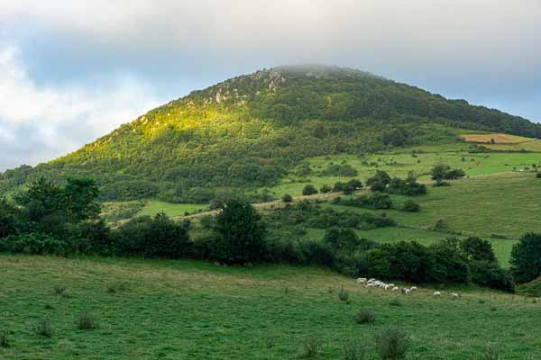 Colline et brebis