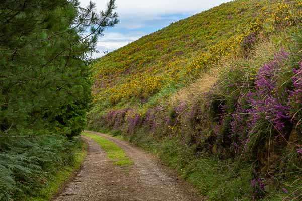 Chemin fleuri