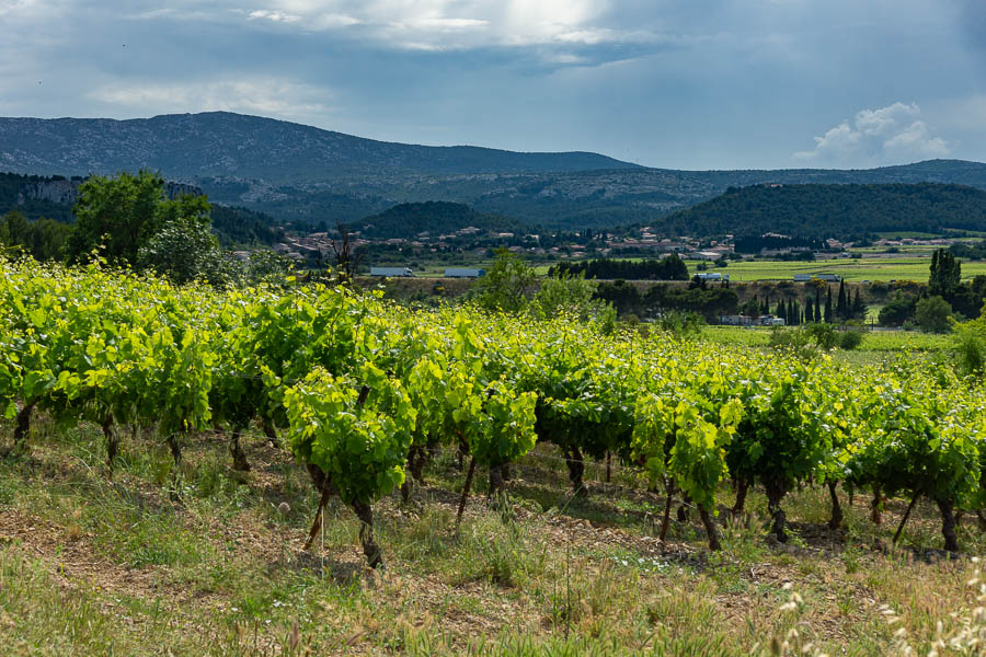 Vignoble de Roquefort-des-Corbières