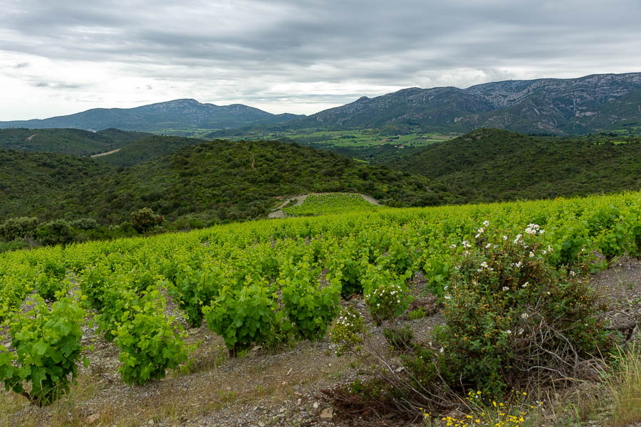 Vignoble de Fitou