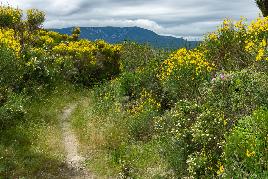 Genêts en fleur