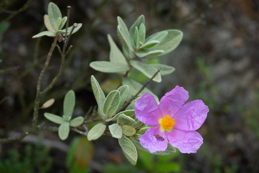 Ciste blanchâtre (Cistus albidus)