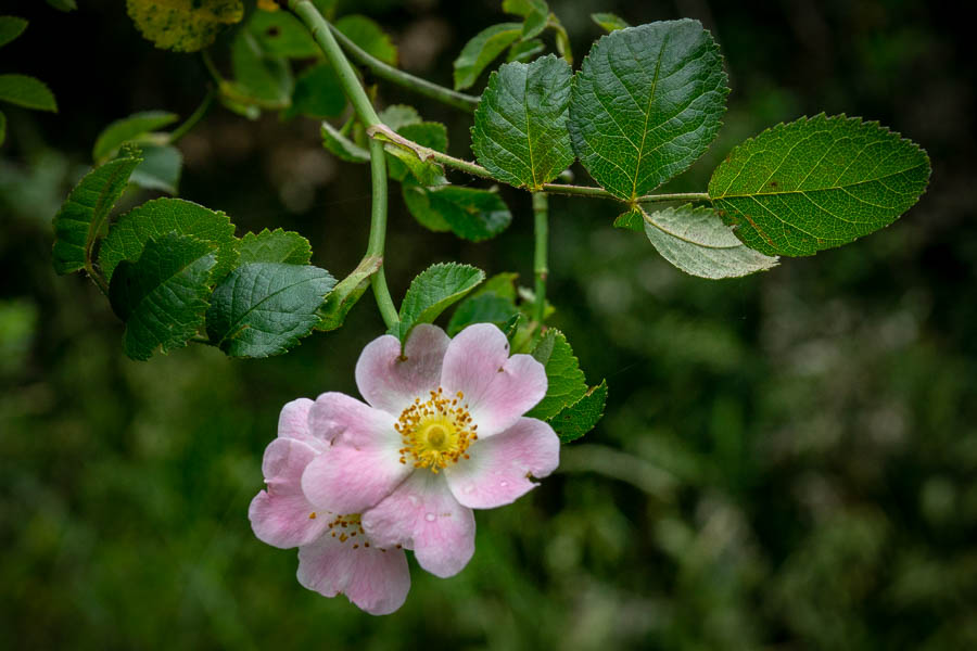 Églantier des chiens (Rosa canina)