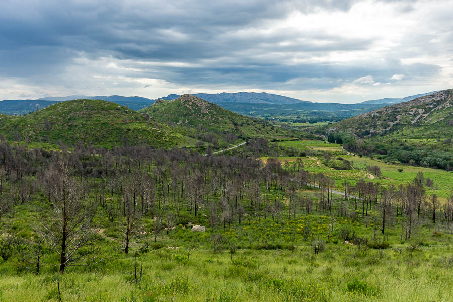 Arbres calcinés