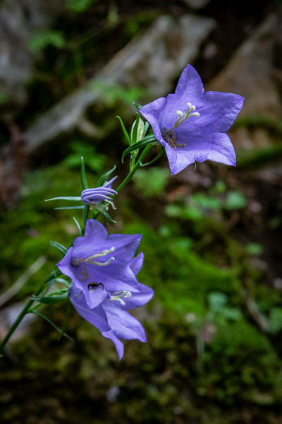 Campanule à feuilles de pêcher (Campanula persicifolia)